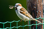 sparrow