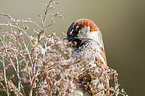 sparrow