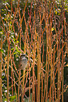 sitting Sparrow