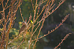 sitting Sparrow