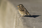 sitting Sparrow