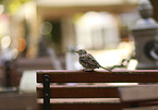 sitting Sparrow