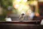 sitting Sparrow