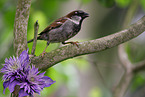 sparrow