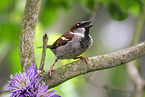 sparrow