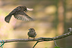 sparrow