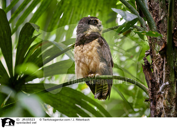 spectacled owl / JR-05523