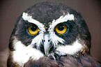 spectacled owl