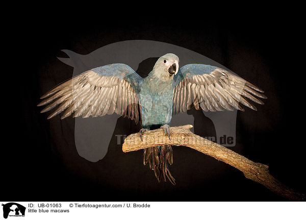 little blue macaws / UB-01063