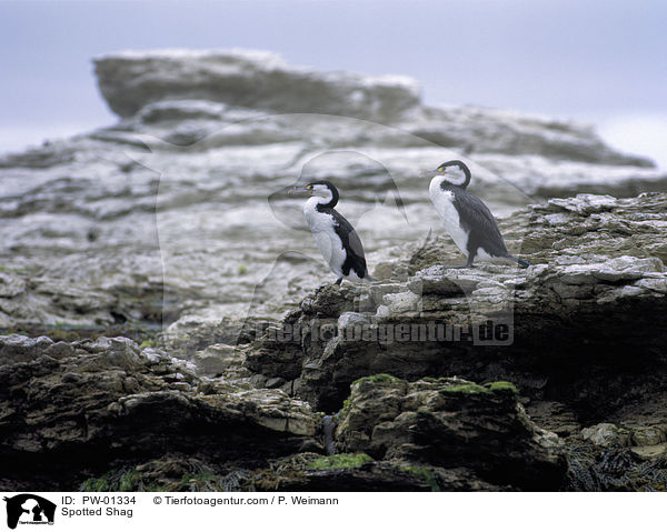 Spotted Shag / PW-01334