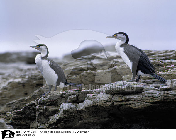 Spotted Shag / PW-01335