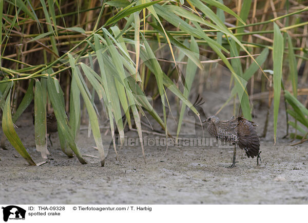 Tpfelsumpfhuhn / spotted crake / THA-09328