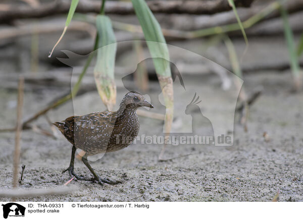 Tpfelsumpfhuhn / spotted crake / THA-09331