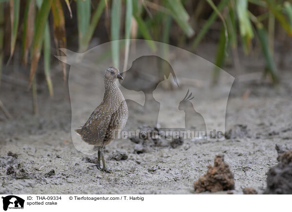 Tpfelsumpfhuhn / spotted crake / THA-09334