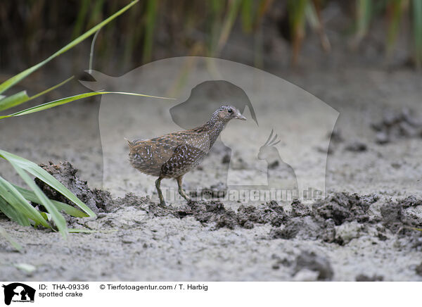 Tpfelsumpfhuhn / spotted crake / THA-09336