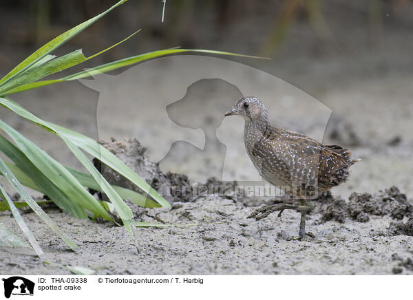 Tpfelsumpfhuhn / spotted crake / THA-09338