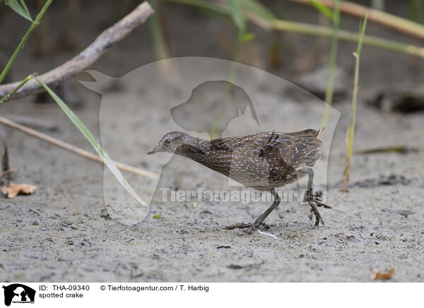 Tpfelsumpfhuhn / spotted crake / THA-09340