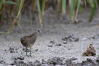 spotted crake