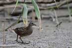 spotted crake
