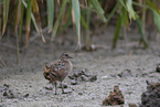 spotted crake