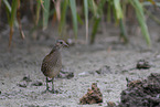 spotted crake