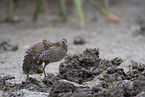 spotted crake
