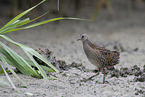 spotted crake