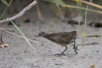 spotted crake
