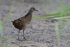 spotted crake