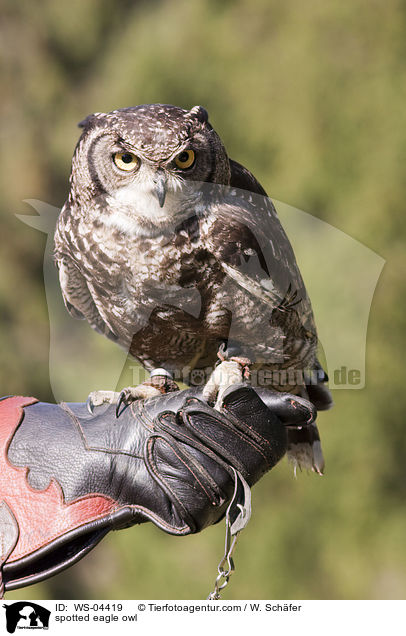 Fleckenuhu / spotted eagle owl / WS-04419