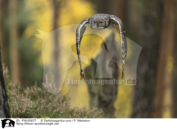 fliegender Fleckenuhu / flying African spotted-eagle owl / PW-05877