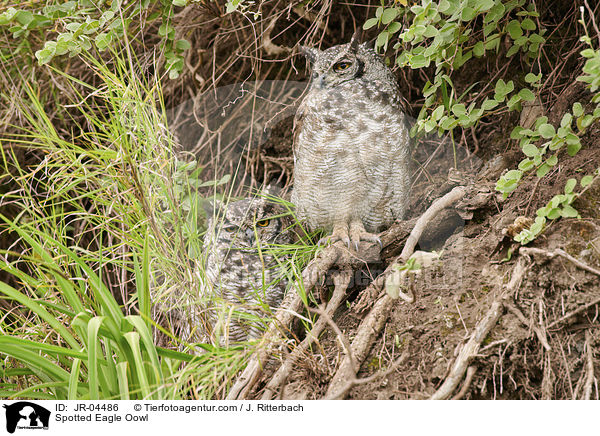 Fleckenuhu / Spotted Eagle Oowl / JR-04486