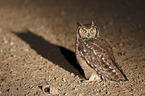 spotted eagle owl
