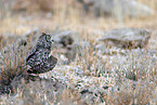 spotted eagle owl