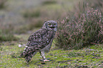 African spotted-eagle owl