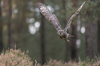 flying African spotted-eagle owl
