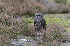African spotted-eagle owl