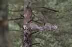 flying African spotted-eagle owl