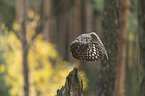 flying African spotted-eagle owl