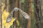flying African spotted-eagle owl