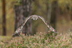 flying African spotted-eagle owl
