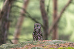 African spotted-eagle owl