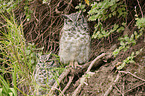 Spotted Eagle Oowl