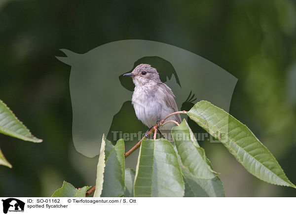 spotted flycatcher / SO-01162