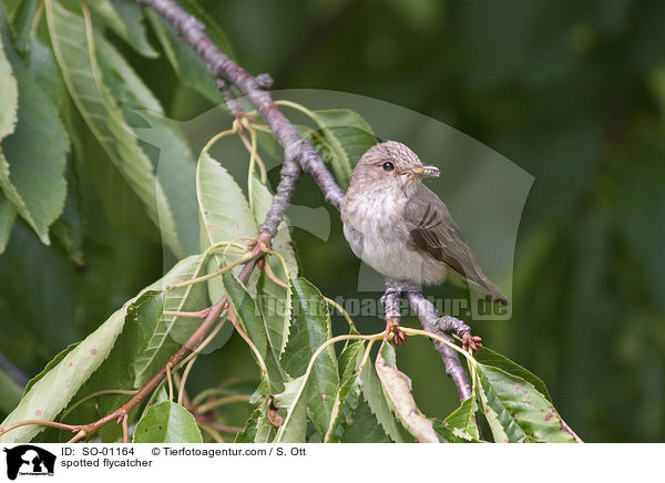 spotted flycatcher / SO-01164