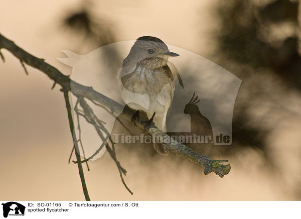 spotted flycatcher / SO-01165