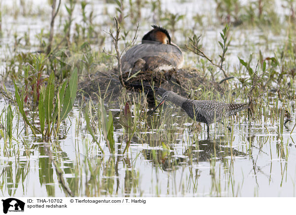 Dunkler Wasserlufer / spotted redshank / THA-10702