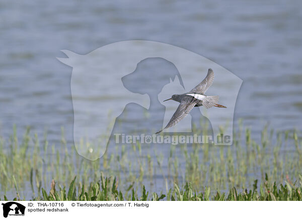 Dunkler Wasserlufer / spotted redshank / THA-10716