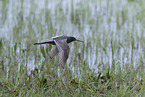 spotted redshank