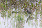 spotted redshank